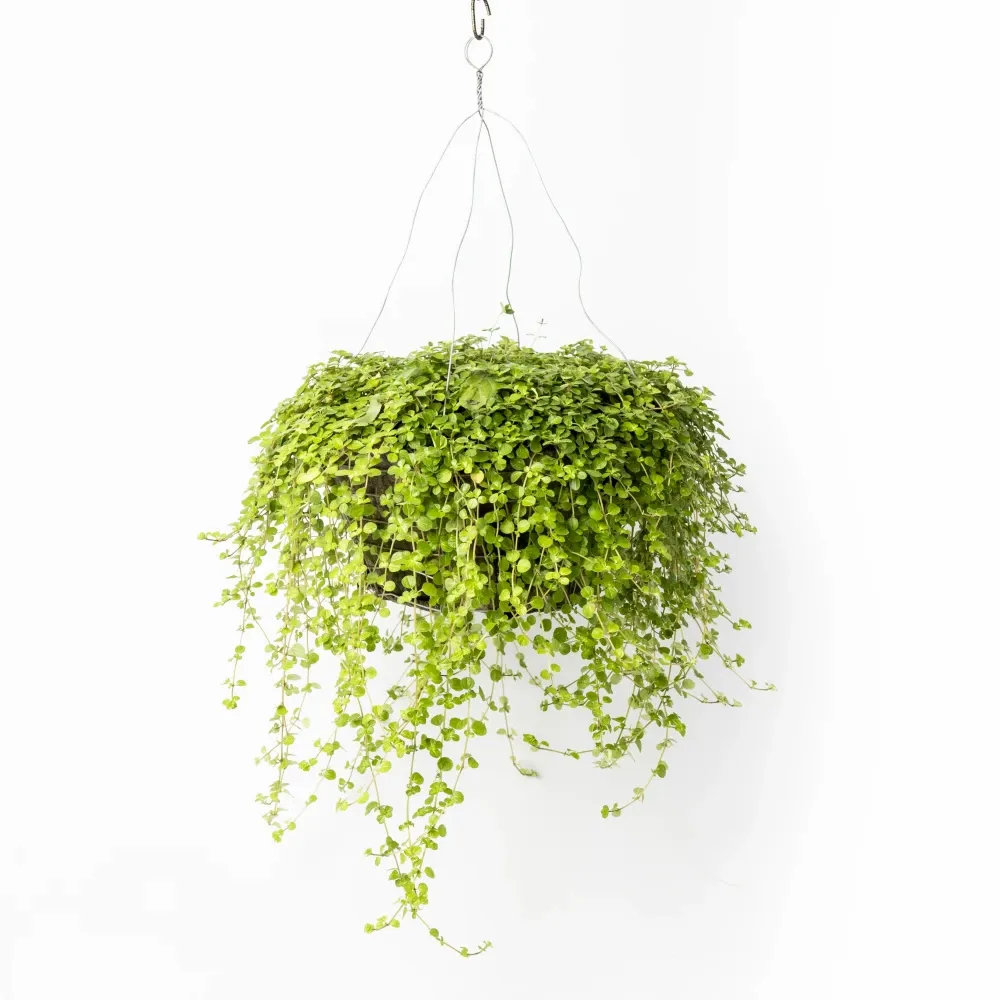 Planta Natural Canasta 127-50
